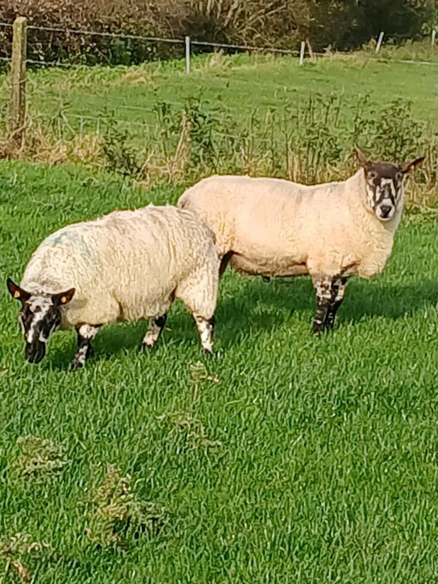 Milford Stock Ram - Purebred - Image 4