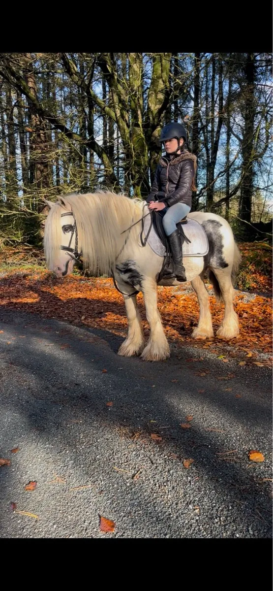 🍀patch 13.2 Irish cob gelding🍀 - Image 1