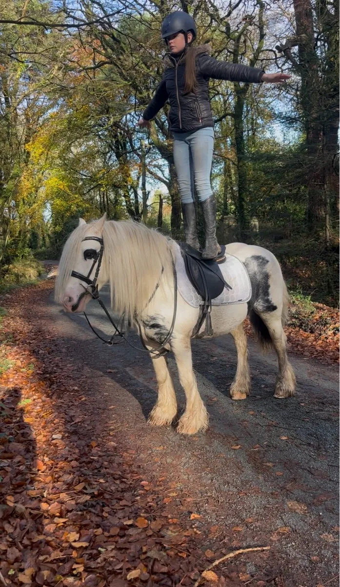 🍀patch 13.2 Irish cob gelding🍀 - Image 2