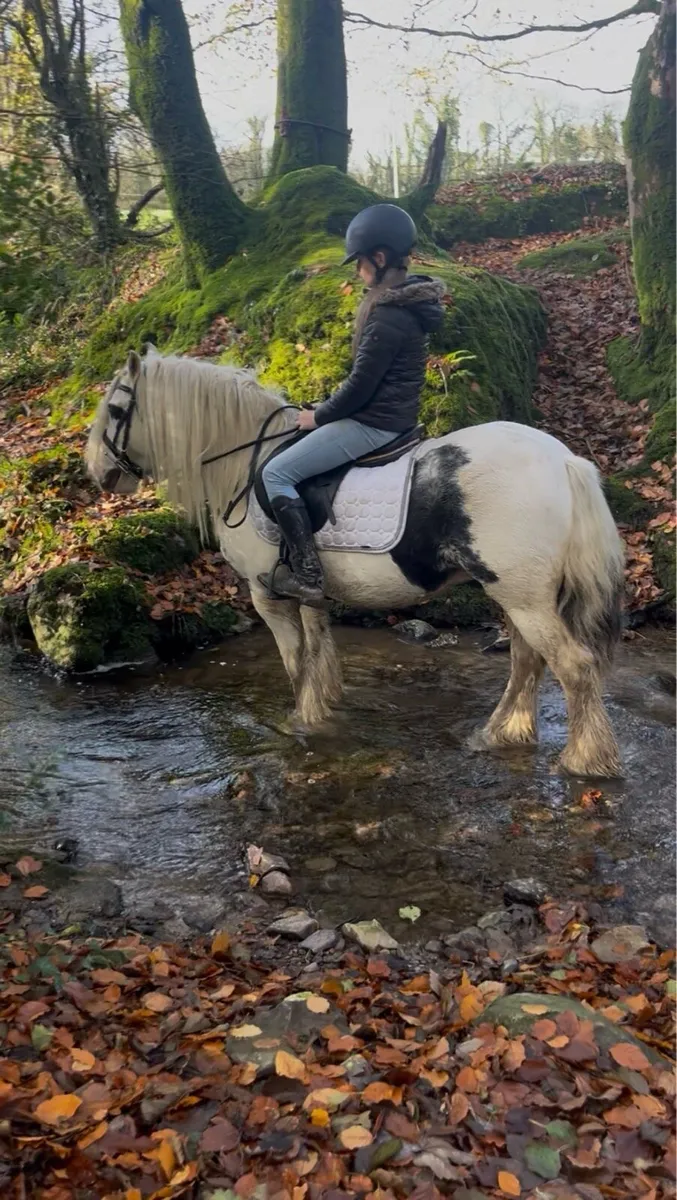 🍀patch 13.2 Irish cob gelding🍀 - Image 3