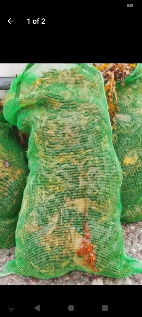 Seaweed Fertilizer - Image 1