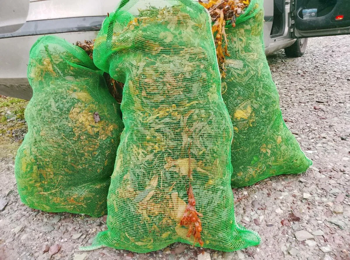 Seaweed Fertilizer - Image 2