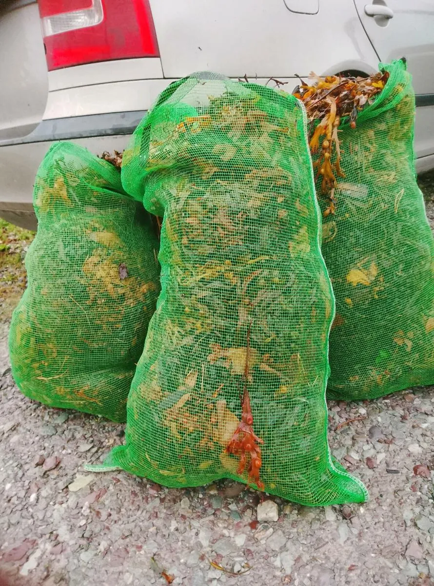 Seaweed Fertilizer - Image 3