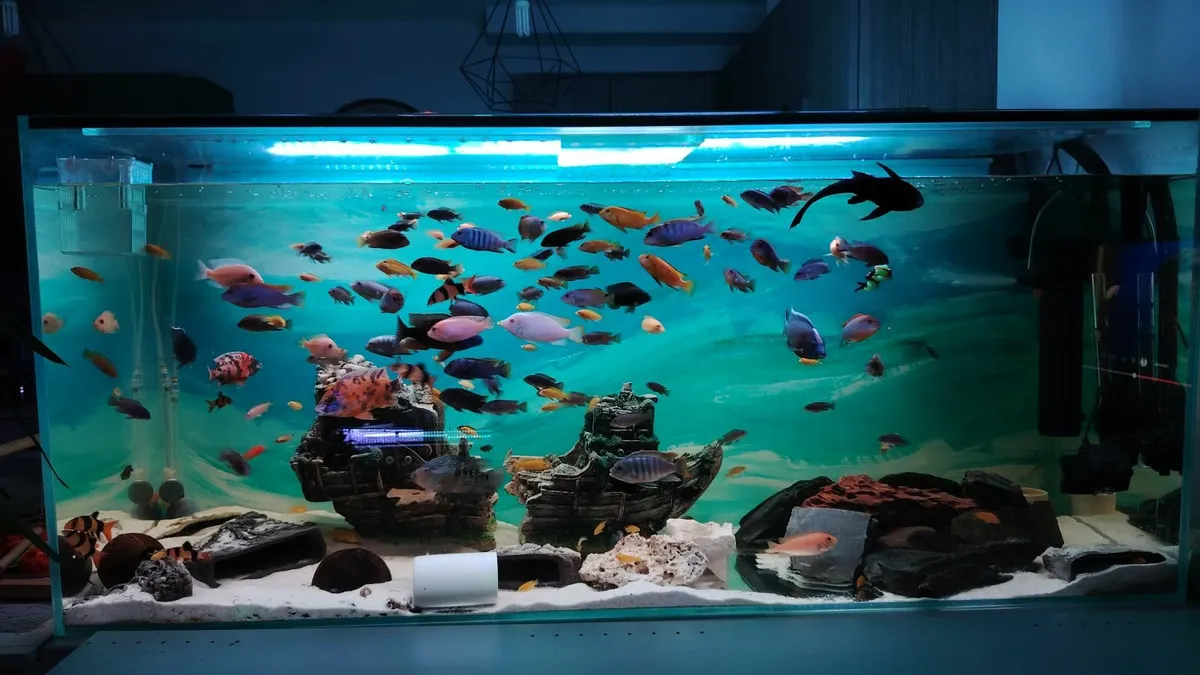 African cichlids - Image 1