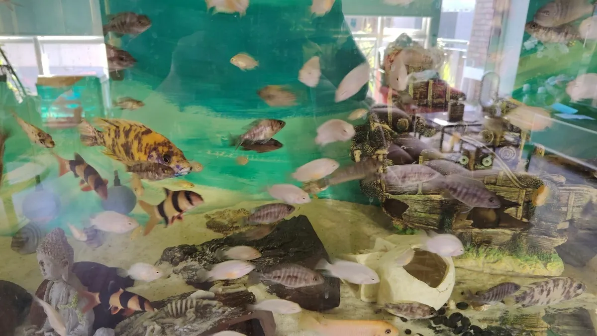 African cichlids - Image 2