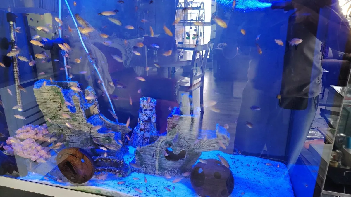 African cichlids - Image 3