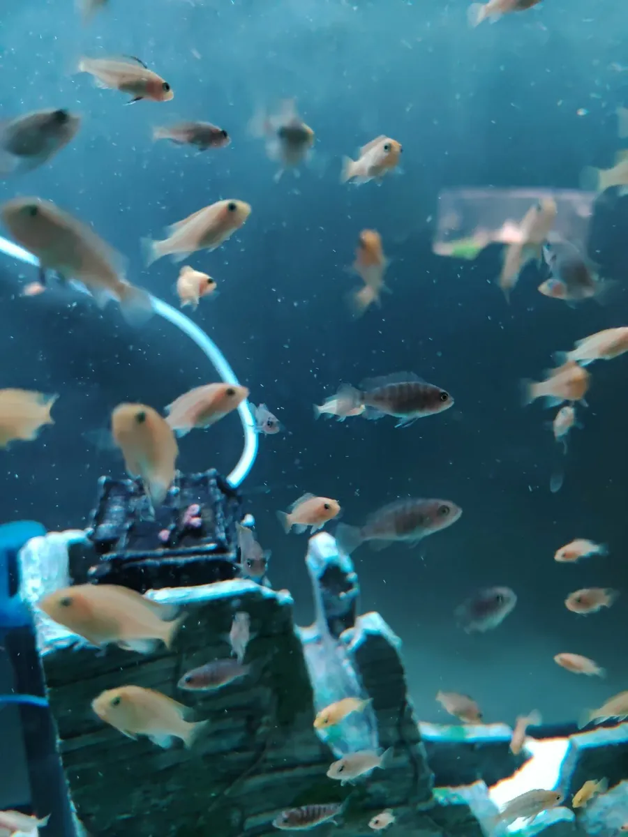 African cichlids - Image 4