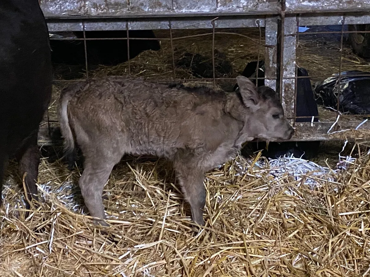 Aubrac Heifer with calf at foot - Image 2