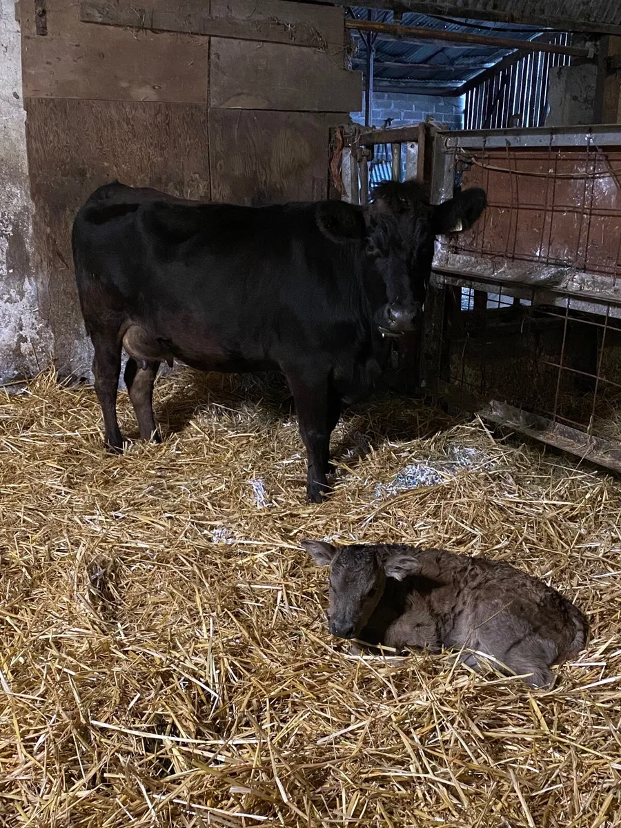 Aubrac Heifer with calf at foot - Image 3