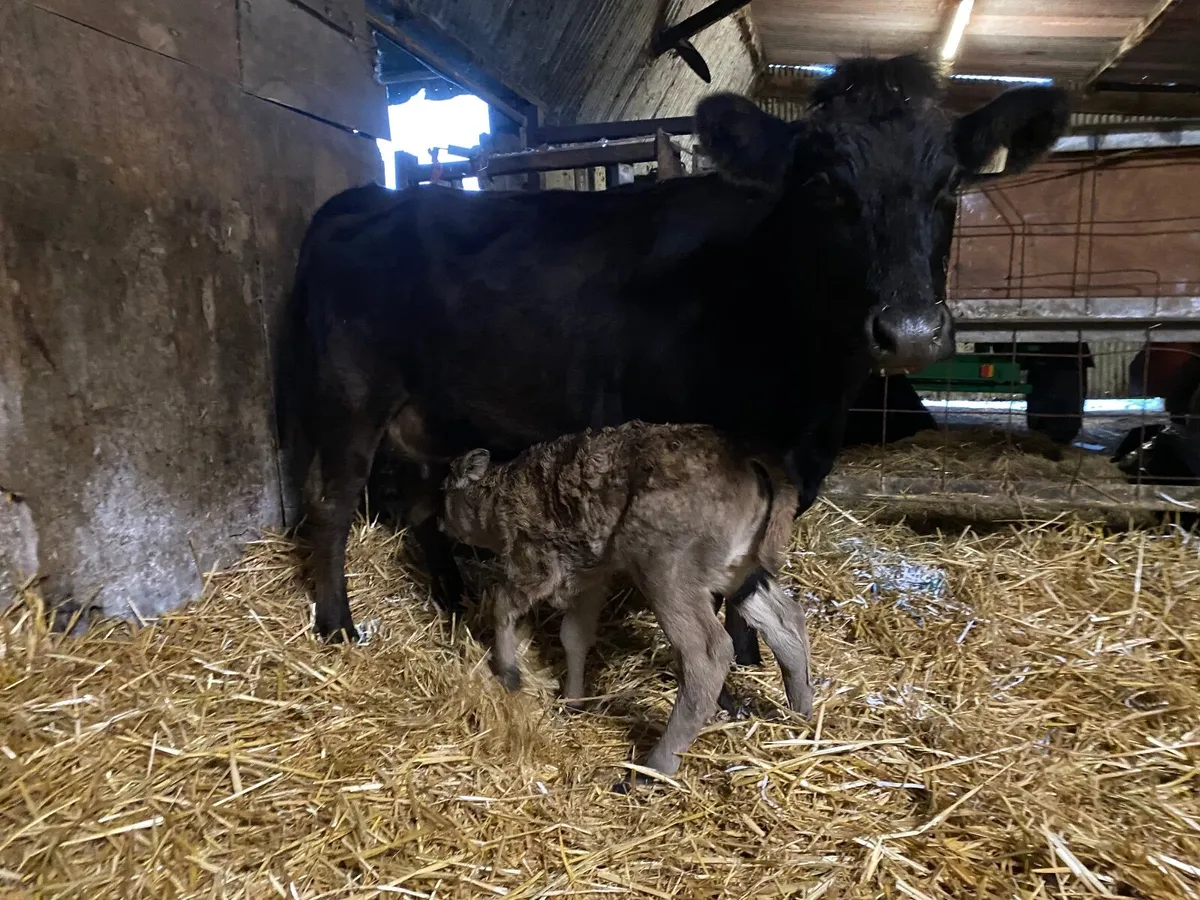 Aubrac Heifer with calf at foot - Image 1