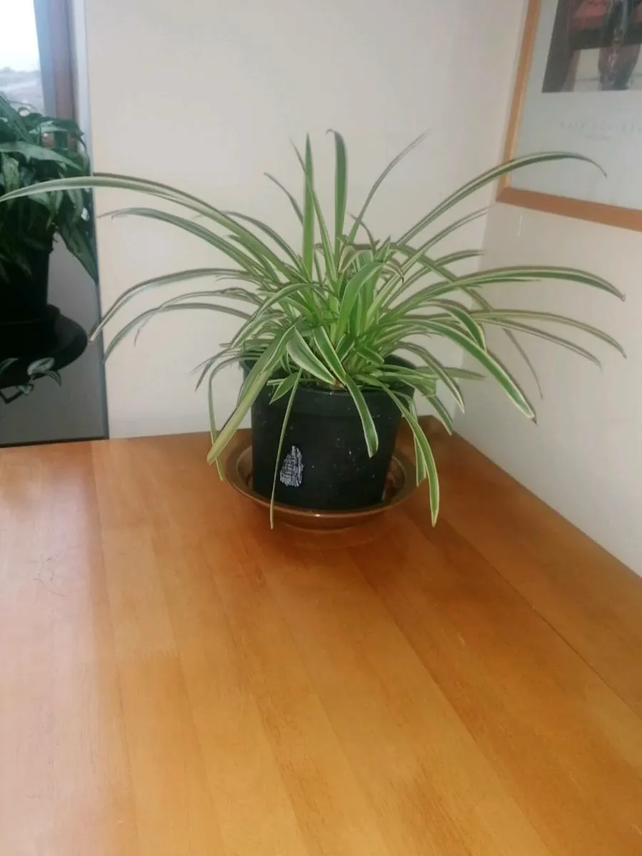 Spider Plant