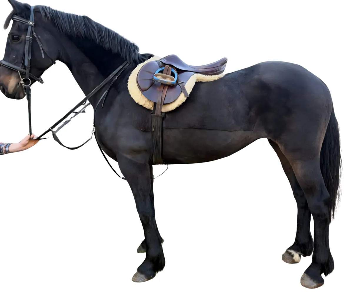 Perfect riding club or Hunter horse - Image 2