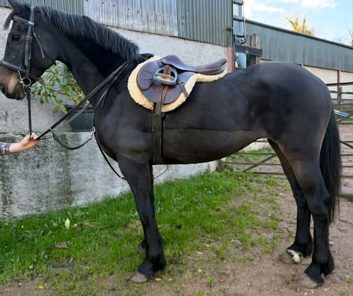 Perfect riding club or Hunter horse - Image 3