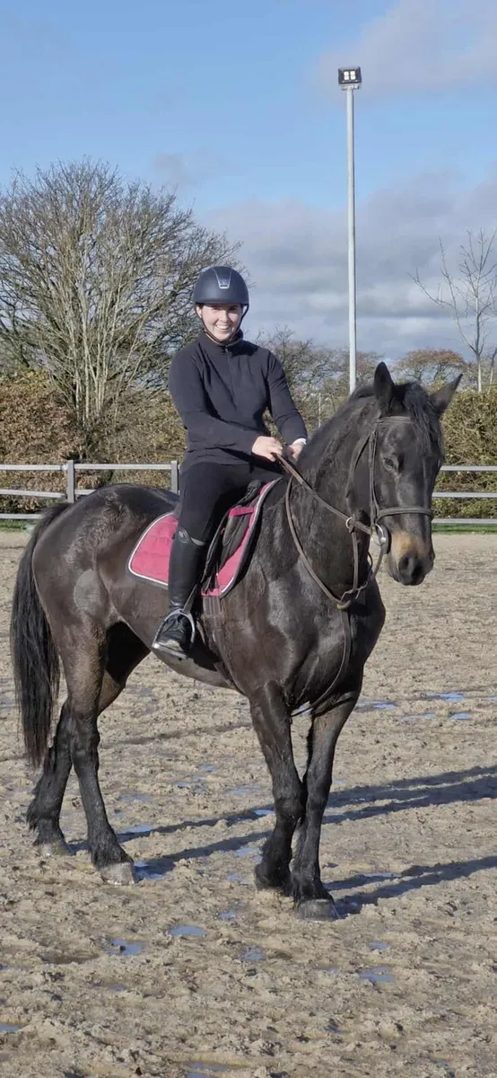 Perfect riding club or Hunter horse - Image 4