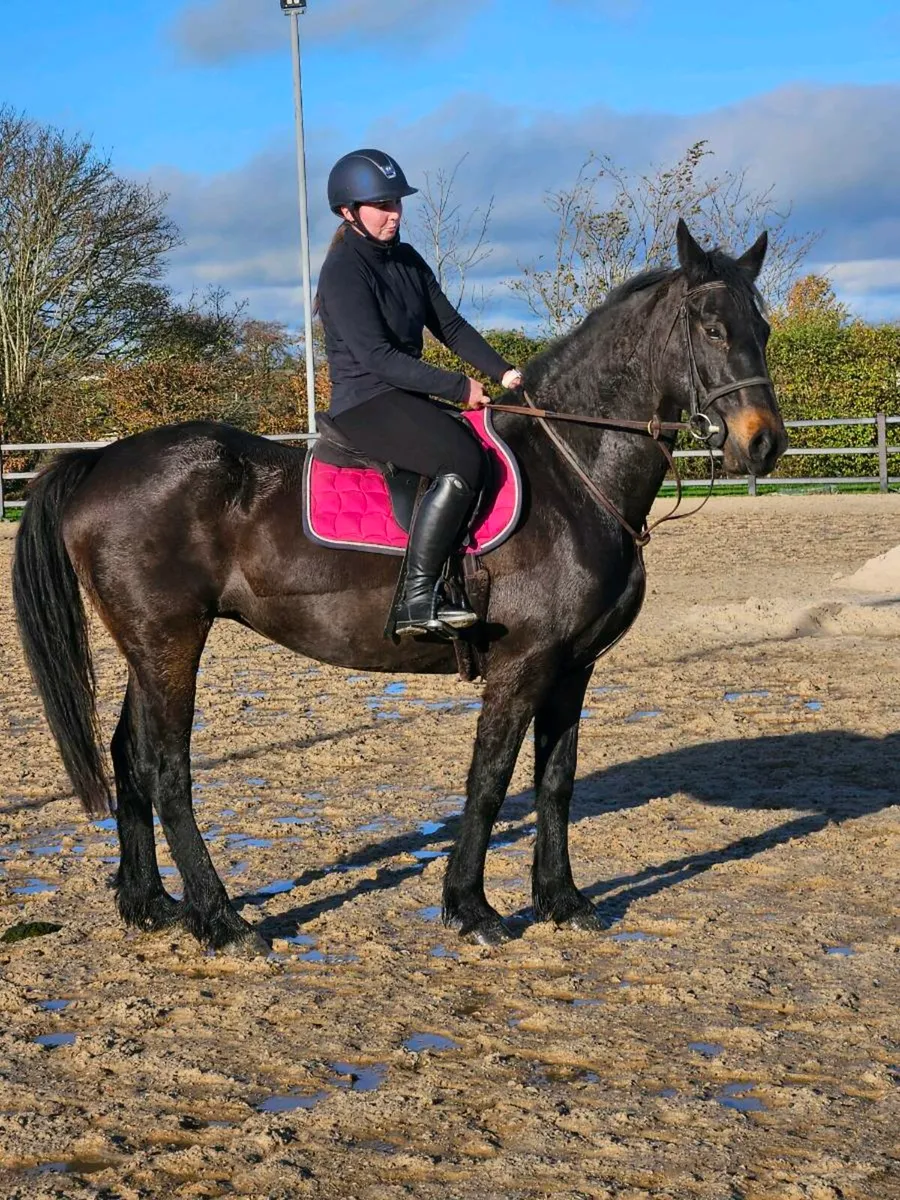 Perfect riding club or Hunter horse - Image 1