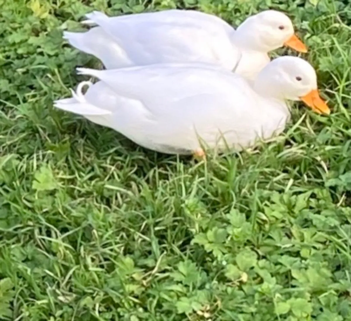 Pair Call Ducks and Indian Runners