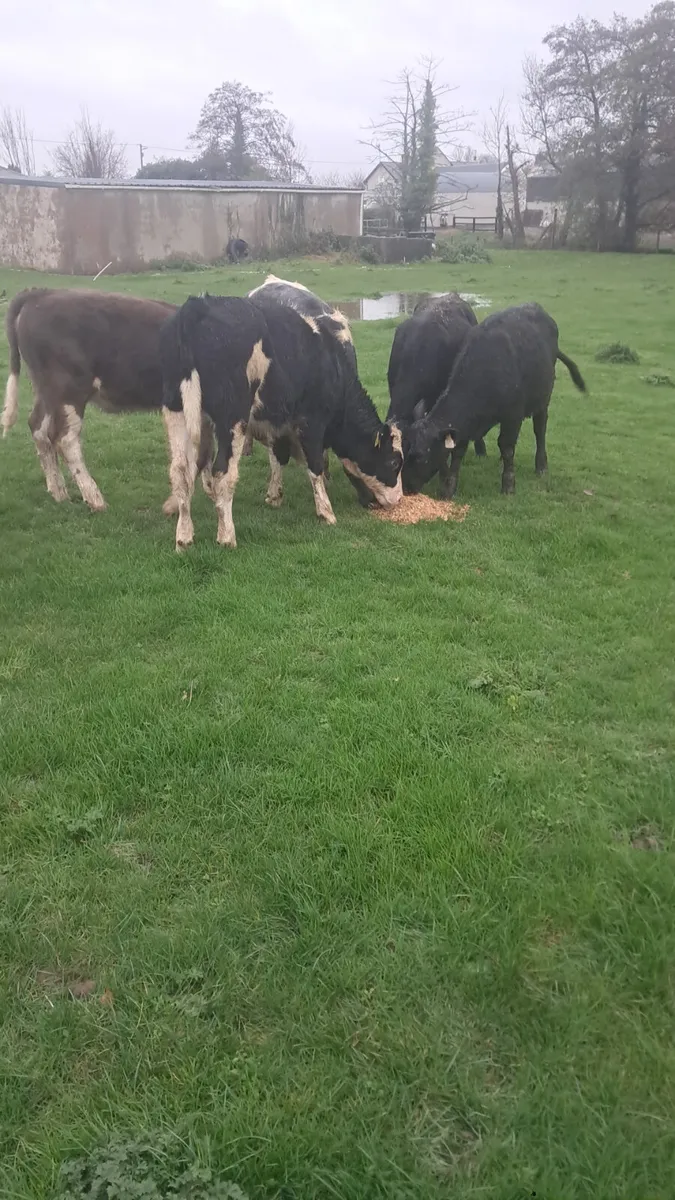 Weanling heifers - Image 4