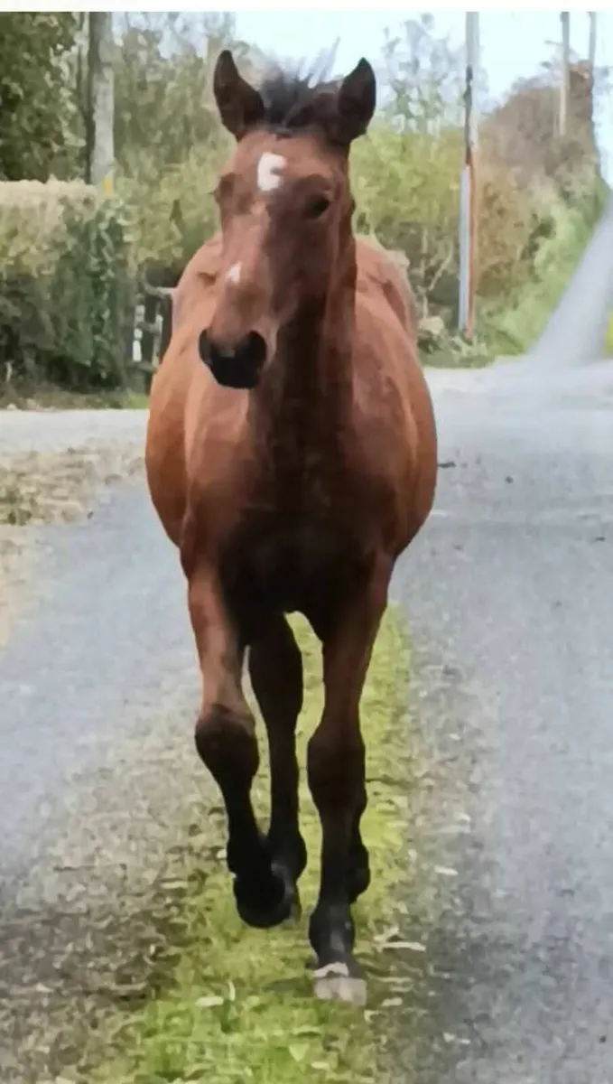 Sir Harry colt ex imperial hights/diamond lad/gold - Image 3