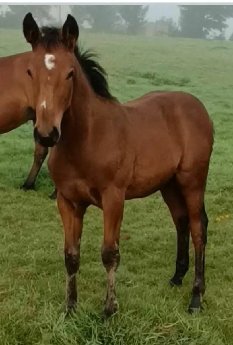 Sir Harry colt ex imperial hights/diamond lad/gold - Image 2
