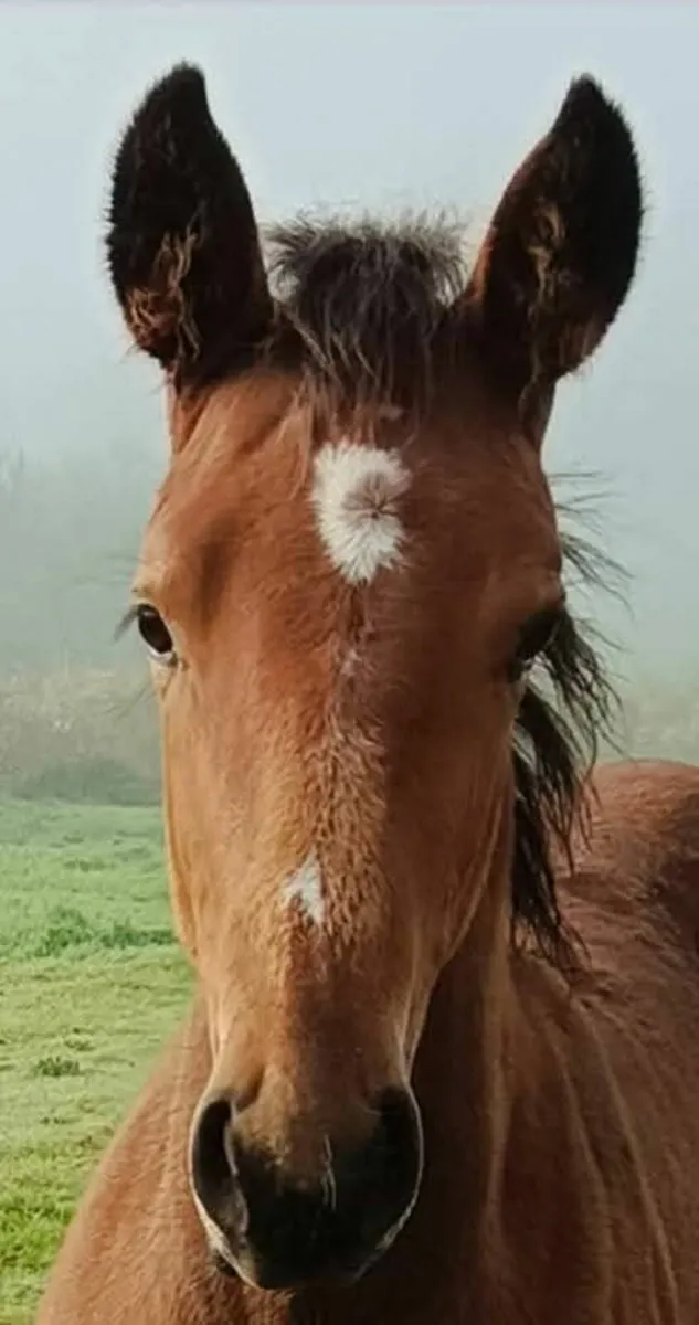 Sir Harry colt ex imperial hights/diamond lad/gold - Image 4