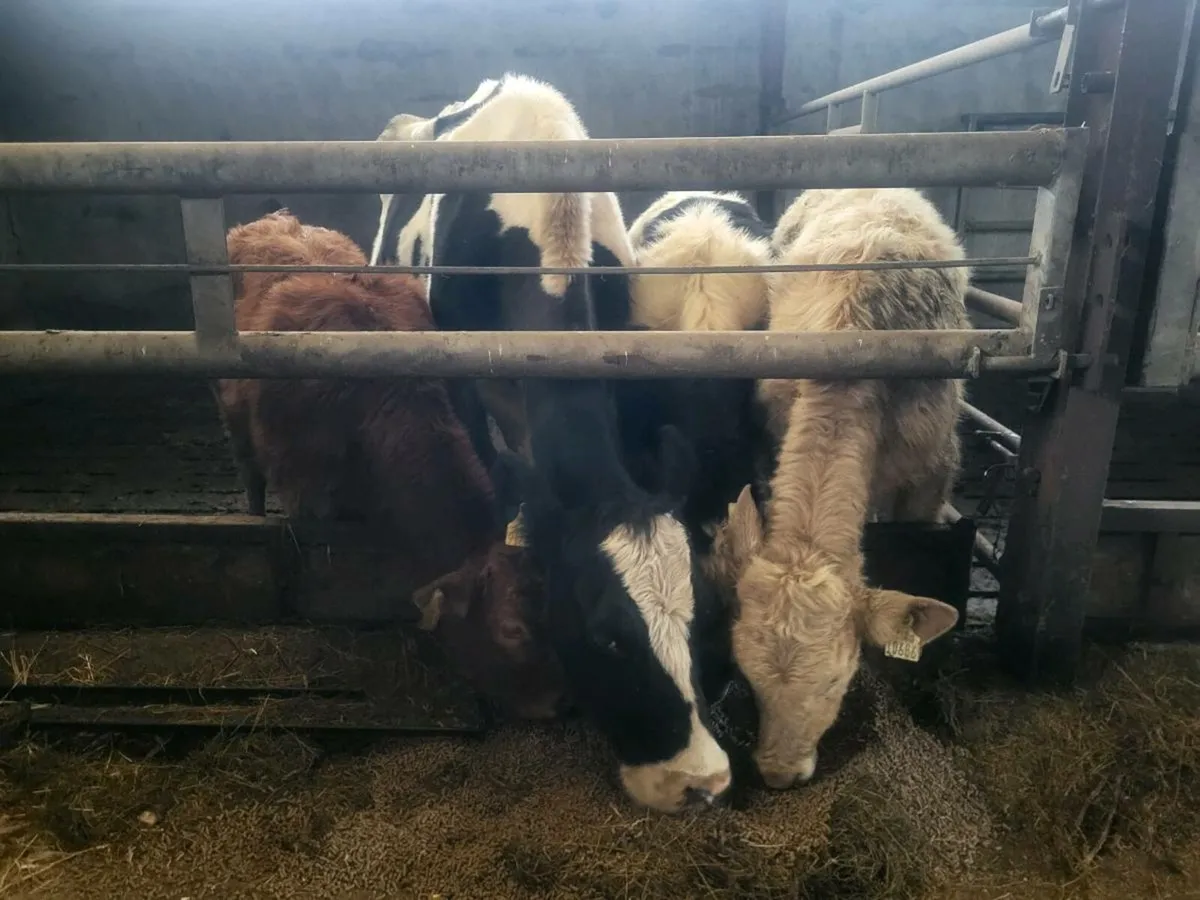 Foster cow - Image 1