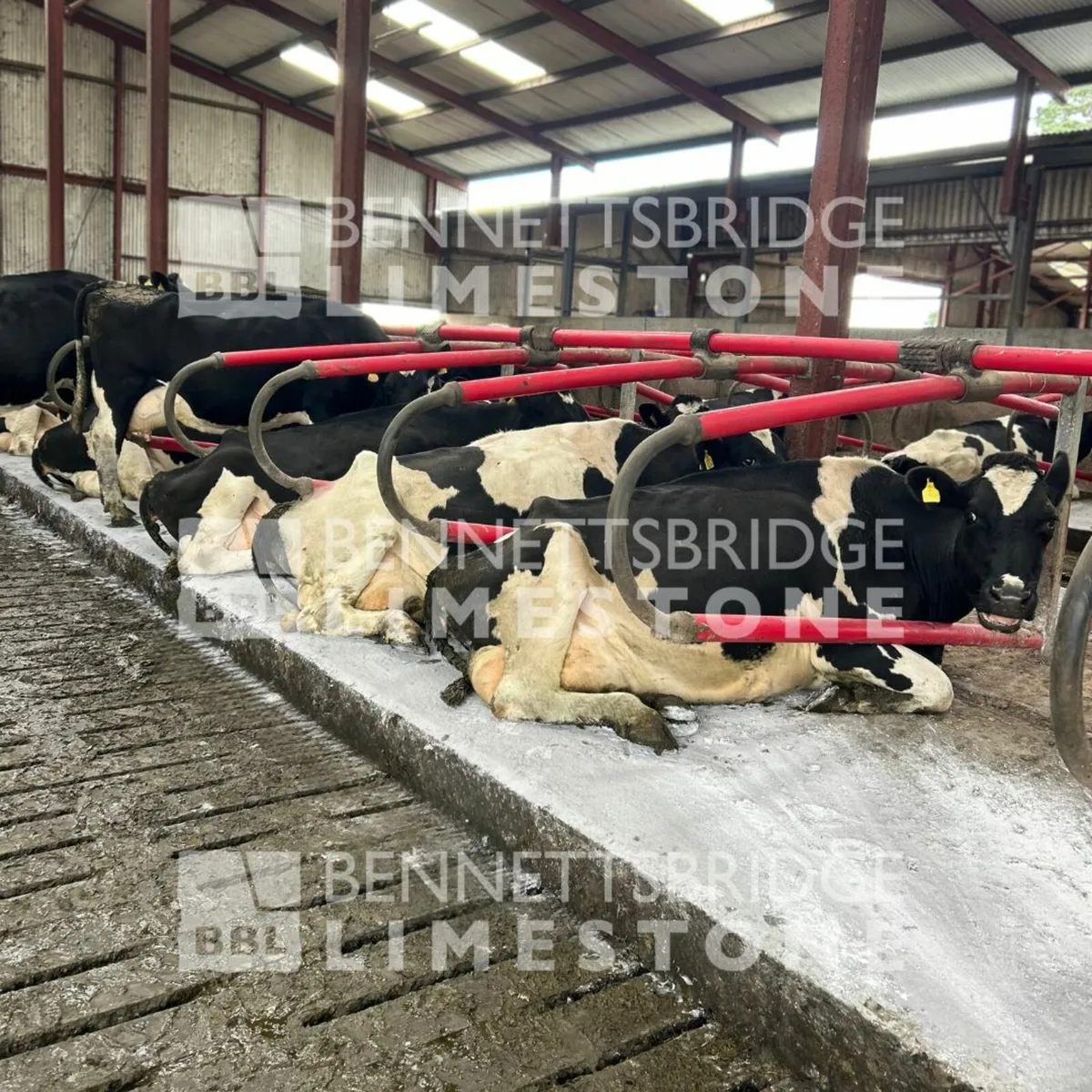 Cubicle Lime - Bennettsbridge Limestone - Image 4