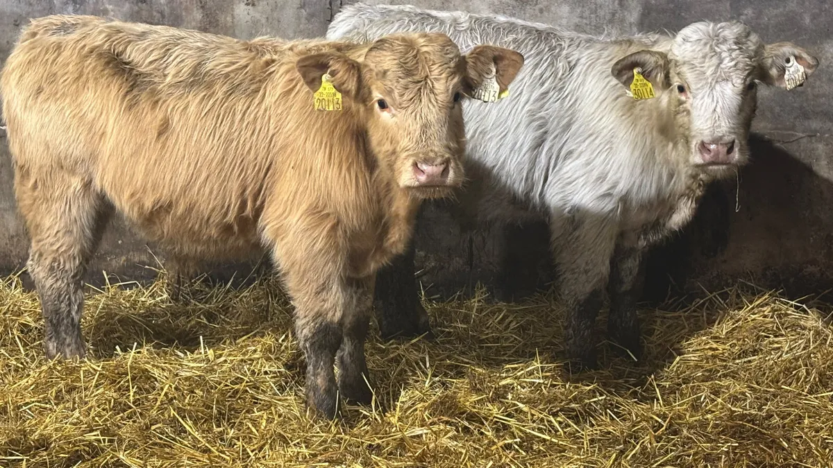 2 Charolais Bull Wealings - Image 1