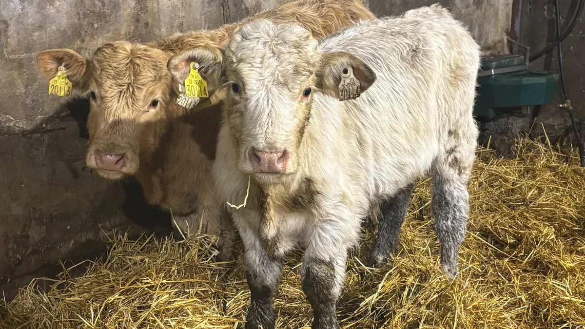 2 Charolais Bull Wealings - Image 3