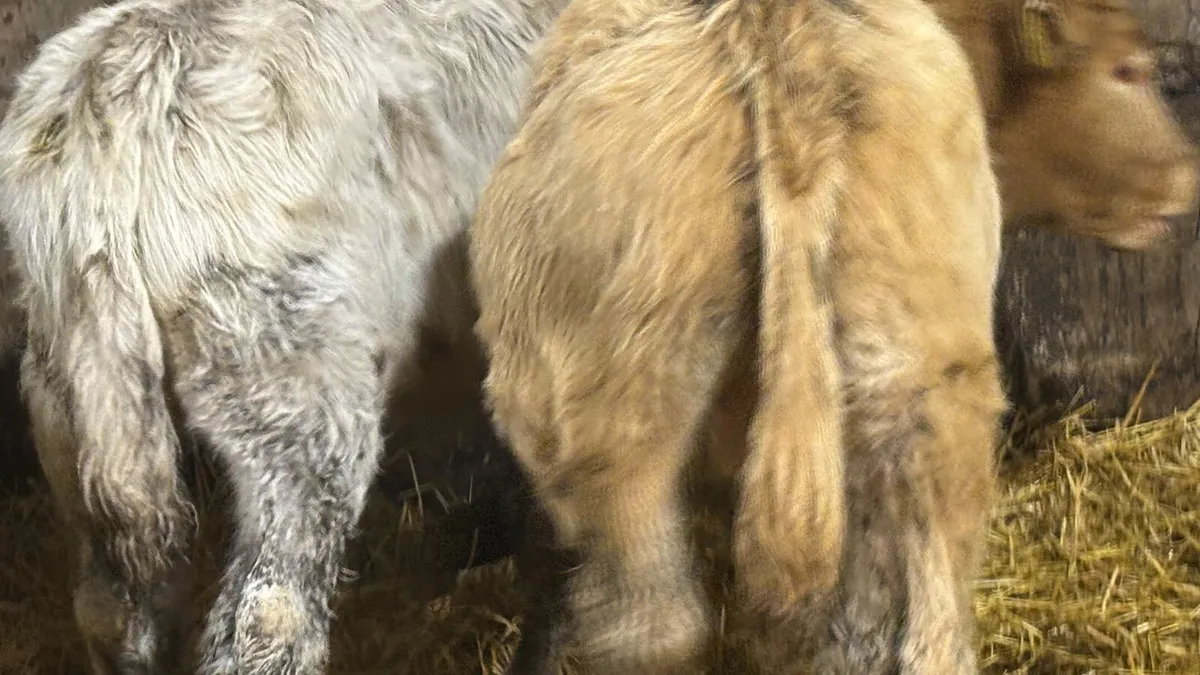 2 Charolais Bull Wealings - Image 4