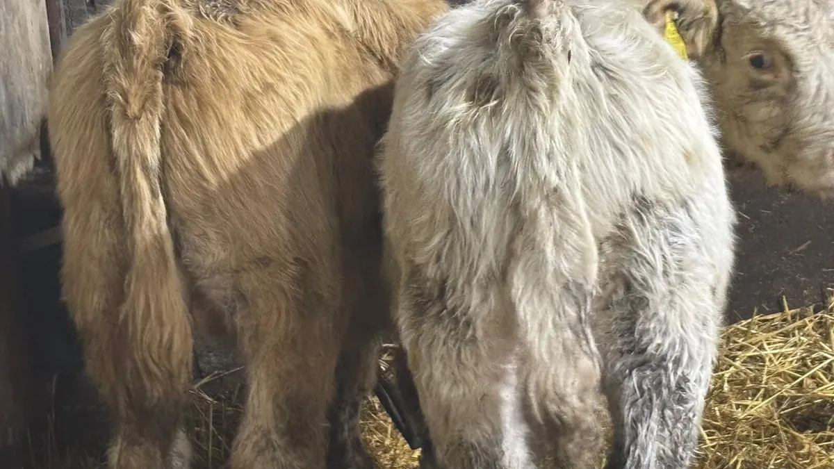 2 Charolais Bull Wealings - Image 2