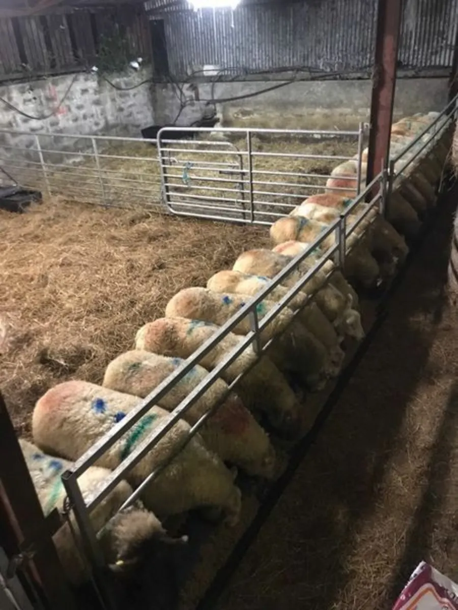 Sheep scale, mobile race - Image 2