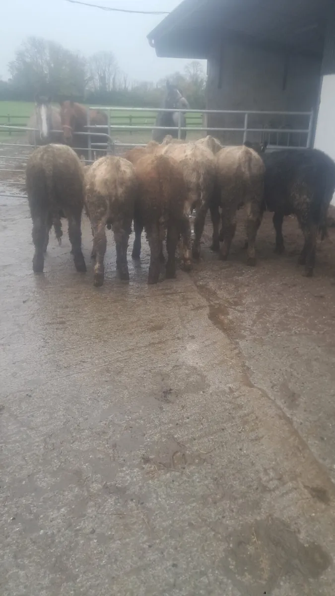 Charolais heifers - Image 1