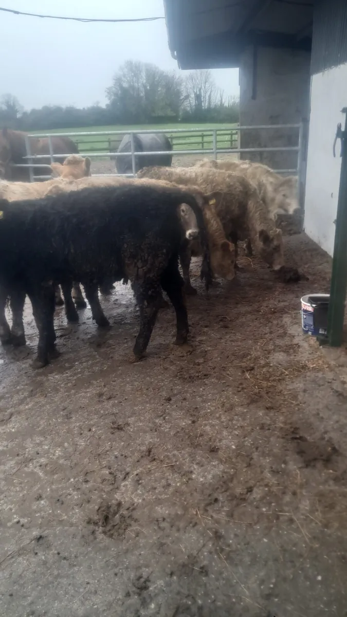 Charolais heifers - Image 4