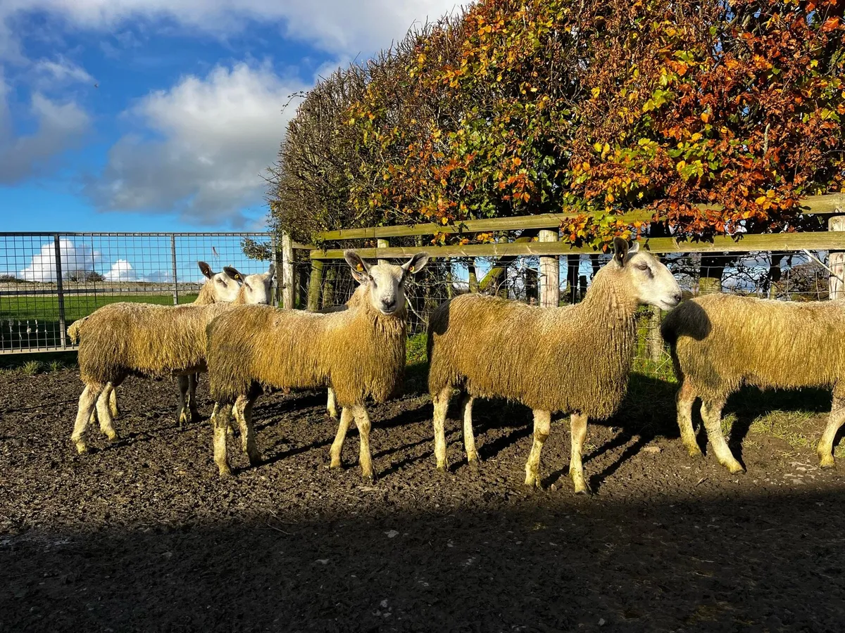 Blue Leicester  & Easycare Ram Lambs - Image 1