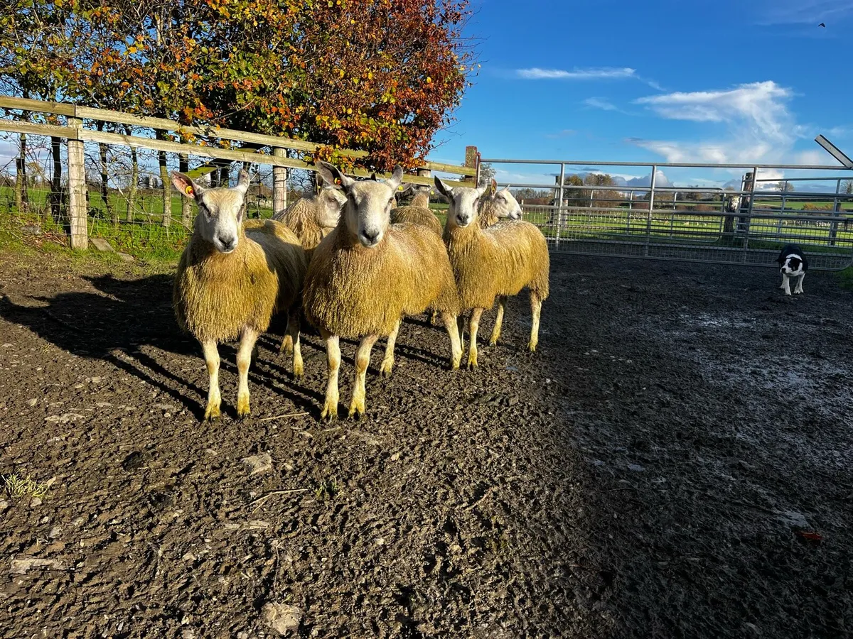 Blue Leicester  & Easycare Ram Lambs - Image 2