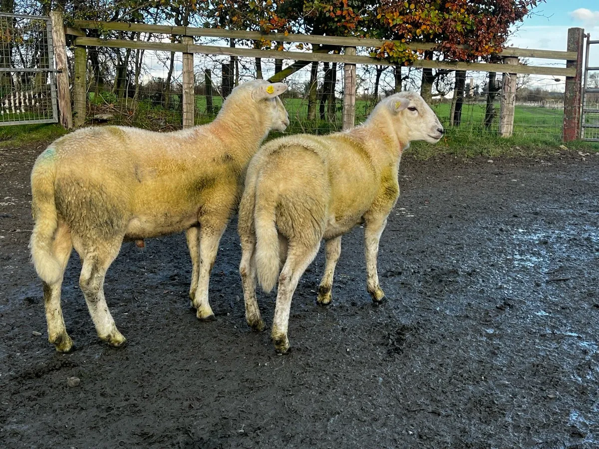 Blue Leicester  & Easycare Ram Lambs - Image 3