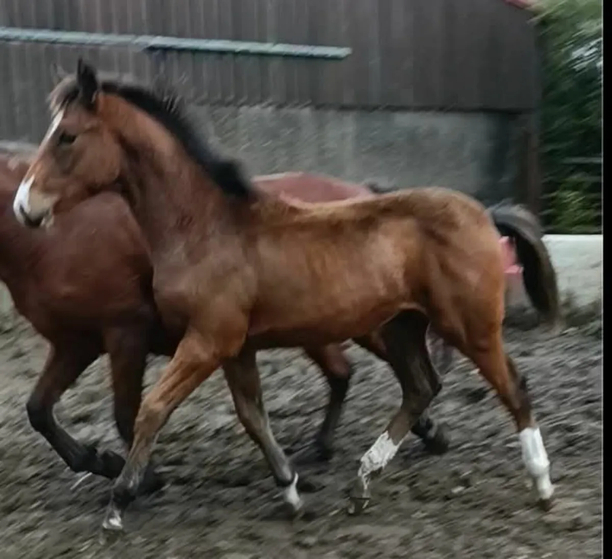 Sir Harry colt ex Imperial Hights/pride of gloster - Image 2