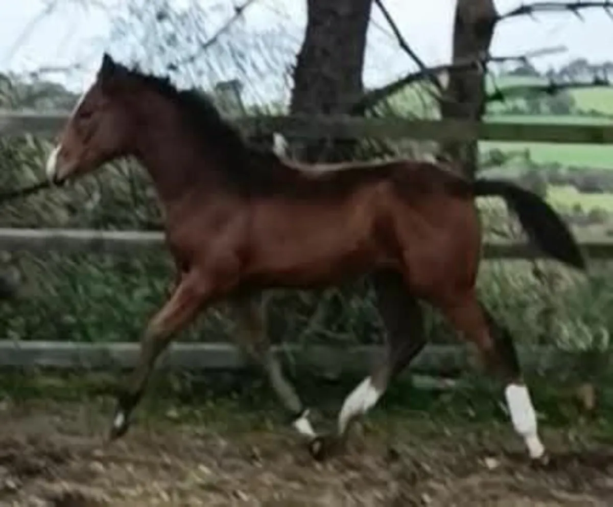 Sir Harry colt ex Imperial Hights/pride of gloster - Image 1