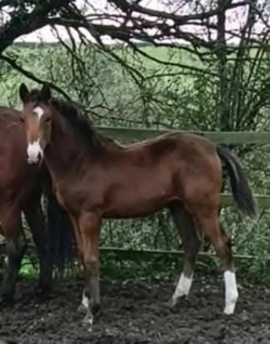 Sir Harry colt ex Imperial Hights/pride of gloster - Image 3