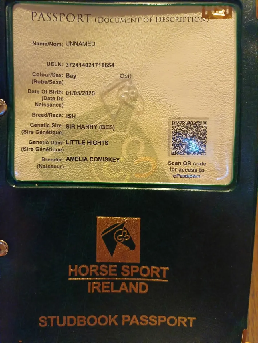 Sir Harry colt ex Imperial Hights/pride of gloster - Image 4