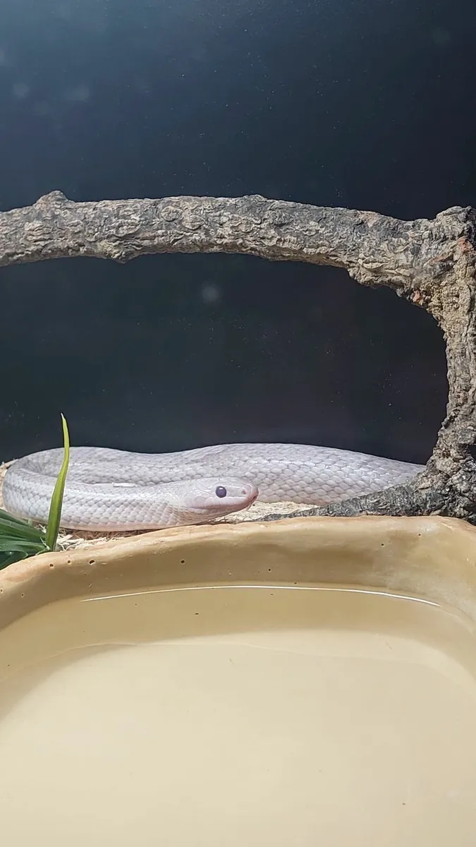 Corn snake  and full set up with. - Image 1