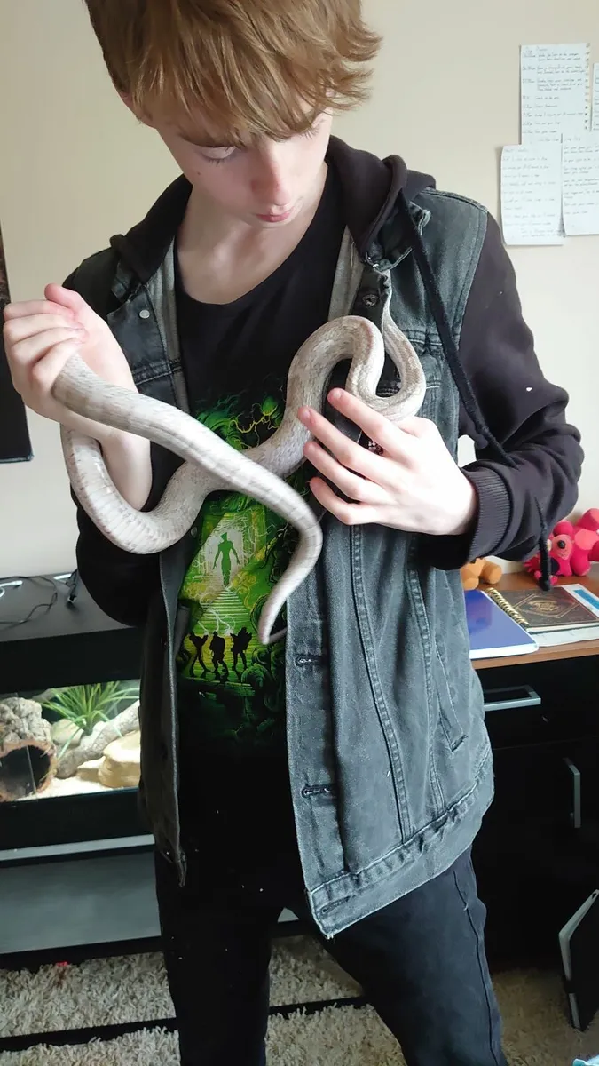 Corn snake  and full set up with. - Image 2