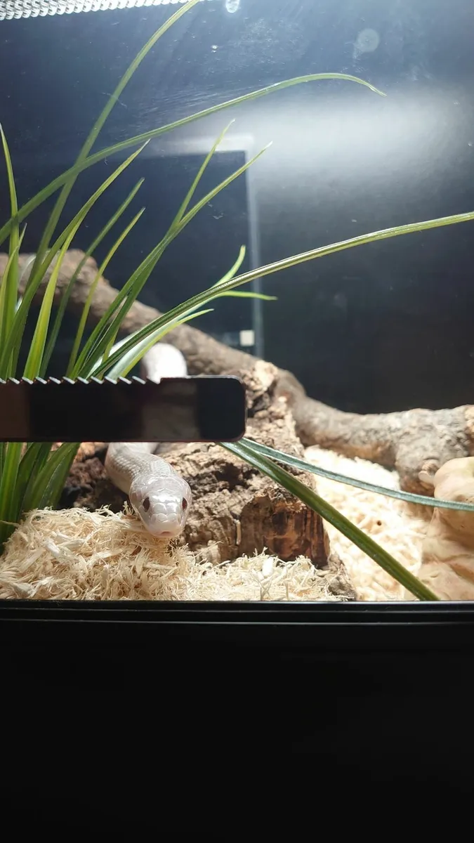 Corn snake  and full set up with. - Image 4