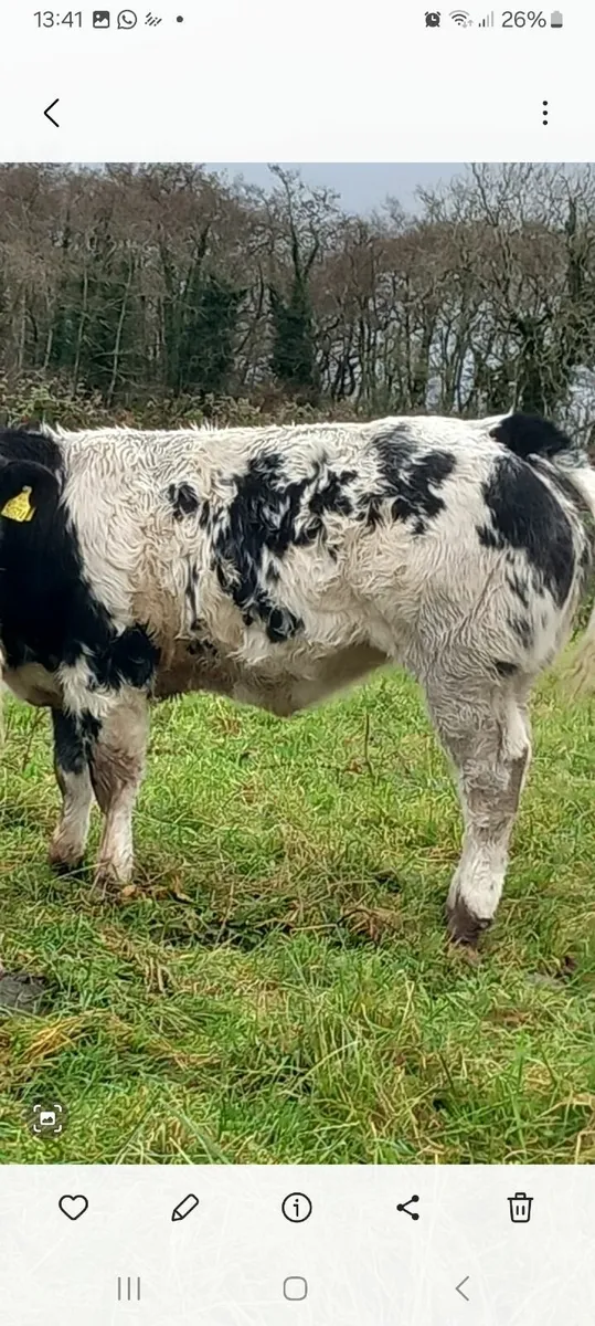 Blue hefers - Image 2