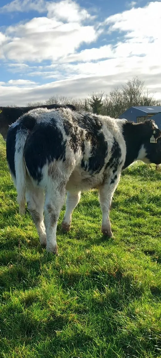 Blue hefers - Image 3