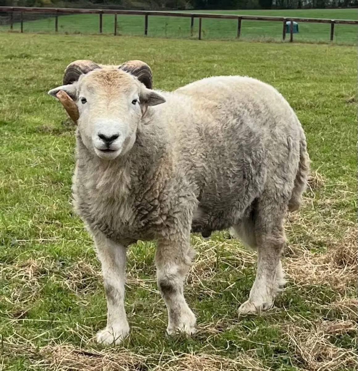 Herdwick Ram Lambs - Image 2