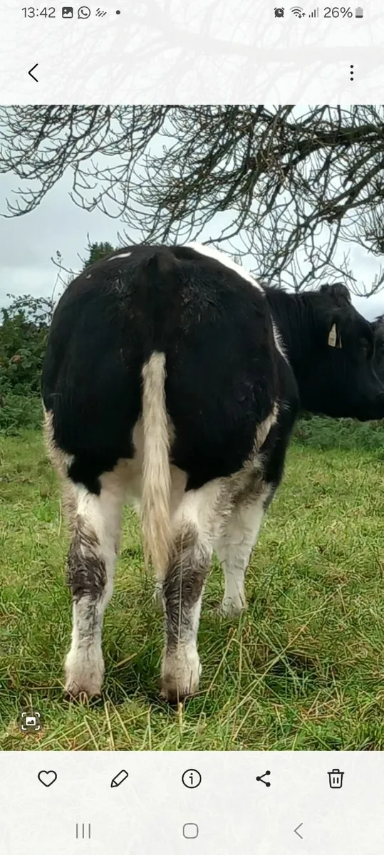 Blue hefers - Image 4