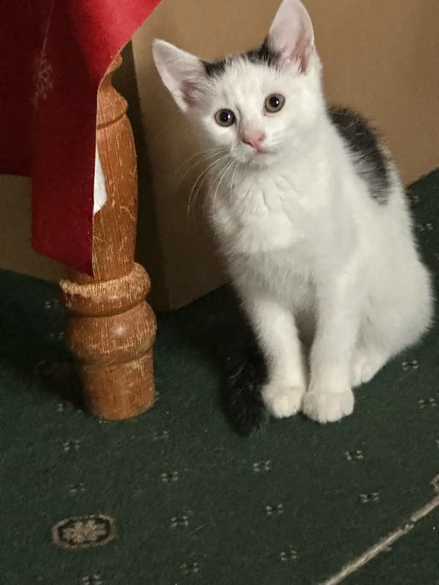 Kitten  in Mallow - Image 2