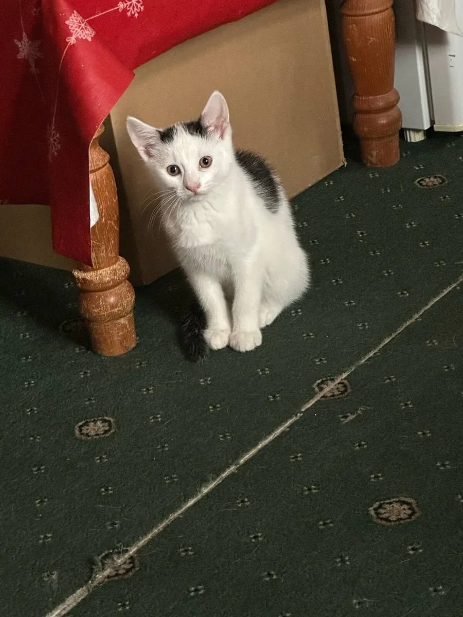 Kitten  in Mallow - Image 1