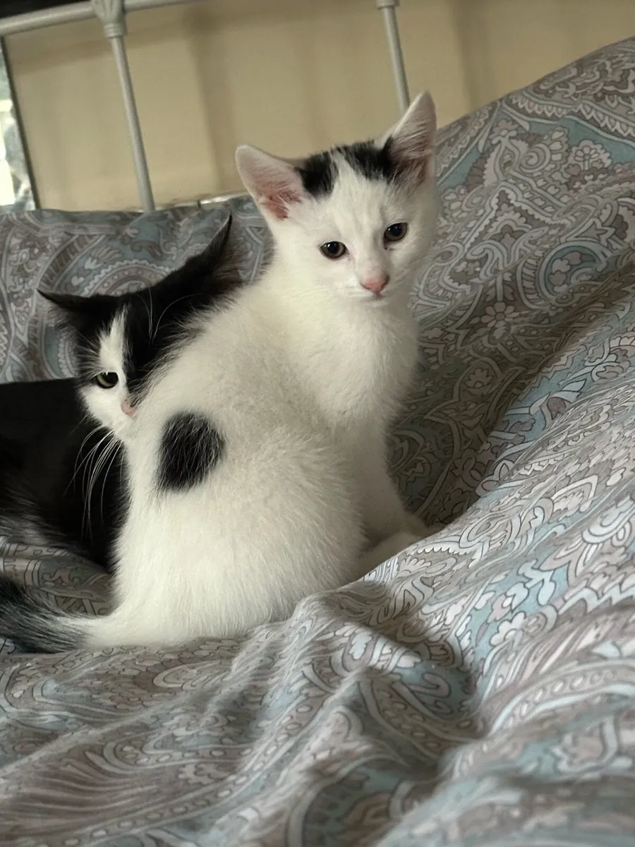 Kitten  in Mallow - Image 3